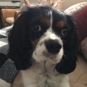 Meet your Posher, Nancy